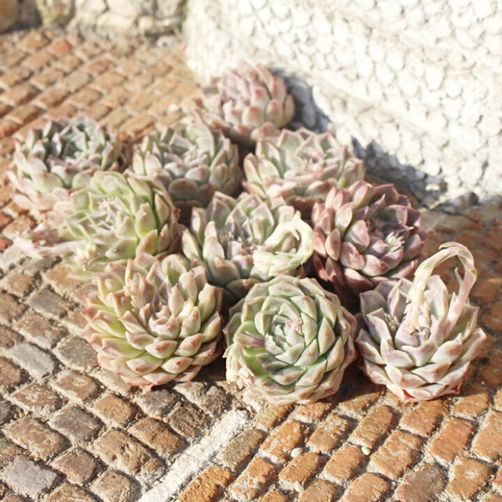 楽天市場】ジロウォーター エケベリア 韓国苗 Echeveria gilo wart 
