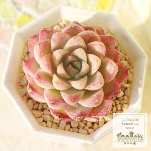 V[xbg ixt GPxA Echeveria sakurasherbet KN A `^ [bg^Cv ꂢ 킢