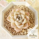 白玉大福 永遠ラベル付き エケベリア 薔薇咲 多肉植物 小～中型種