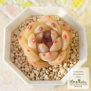 啟 ixt GPxA 5.5cm|bg A `^