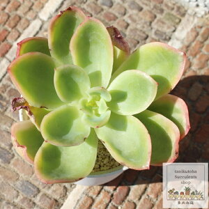 WG GPxA MTCY5.5cm|bg Echeveria joe f. variegata KN A ^ [bg^Cv ꂢ 킢