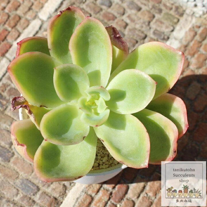 楽天市場】ジョエ錦 エケベリア Mサイズ5.5cmポット Echeveria joe f  