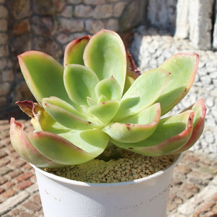 楽天市場】ジョエ錦 エケベリア Mサイズ5.5cmポット Echeveria joe f  