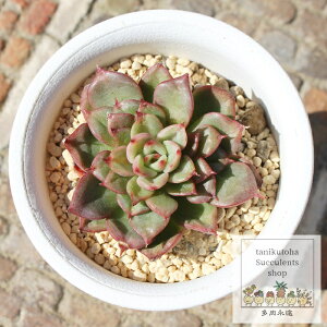 Xe GPxA MTCY5.5cm|bg A `^ Echeveria stella