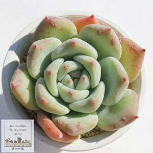 啟 ixt GPxA 5.5cm|bg A `^ Echeveria siromomodaifuku