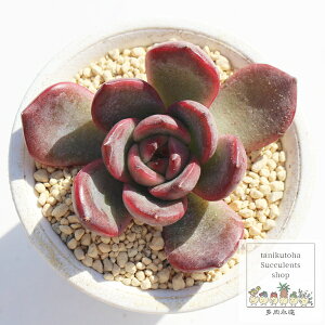 P ixt GPxA 5.5cm|bg A `^ Echeveria zakurohime