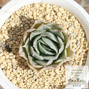 VXOAi GPxA 5.5cm|bg Echeveria simulanslaguana KN A `^ [bg^Cv ꂢ