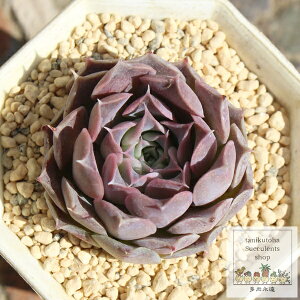 VXOAiT`FX GPxA 5.5cm|bg Echeveria laguansanchez KN A `^ [bg^Cv ꂢ