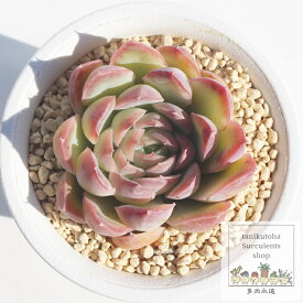 桜影 永遠ラベル付き エケベリア Mサイズ6cmポット Echeveria sakurakage 薔薇咲 ロゼット 多肉植物