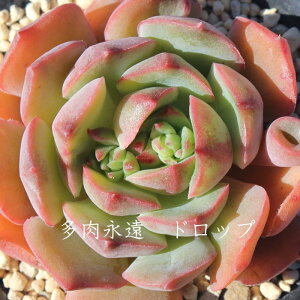 hbv GPxA MTCY6cm|bg Echeveria KN [bg A