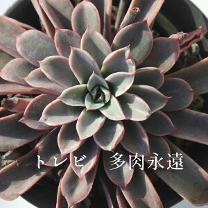 gr GPxA MTCY6cm|bg ؍c Echeveria TOREBI KN A `^ [bg^Cv ꂢ 킢