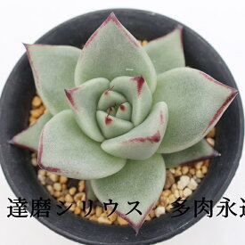 達磨シリウス エケベリア Mサイズ6cmポット Echeveria DARUMA SERIUS 薔薇咲 多肉植物 小〜中型種 ロゼットタイプ きれい かわいい