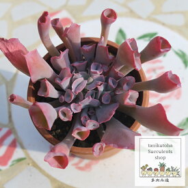 トランペットピンキー エケベリア 5.5cmポット 韓国苗 Echeveria TRUMPET PINKEY 薔薇咲 多肉植物 小〜中型種 ロゼットタイプ きれい かわいい 観葉植物
