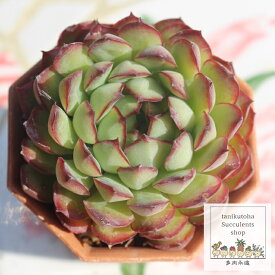 ドリームローズ エケベリア 5.5cmポット Echeveria dreamrose 薔薇咲 多肉植物 小〜中型種 ロゼットタイプ きれい かわいい 観葉植物