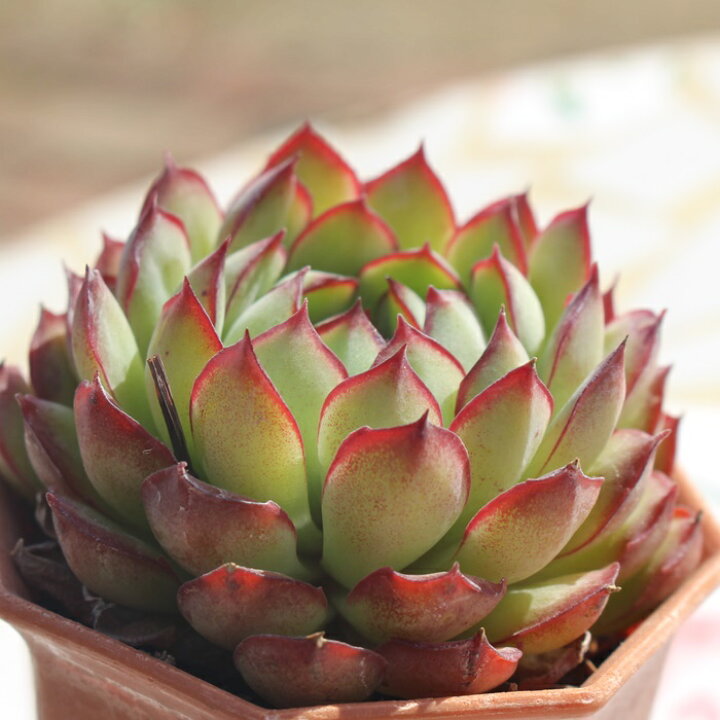 楽天市場】ドリームローズ エケベリア 5.5cmポット Echeveria 