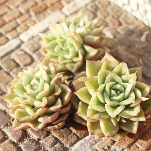 eX ؍c GPxA MTCY5.5cm|bg Echeveria tesla KN A `^ [bg^Cv ꂢ 킢