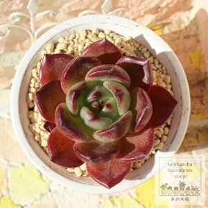 ŗь啟 ixt GPxA MTCY 5.5cm|bg Echeveria dokuringo daifuku KN A `^ [bg^Cv