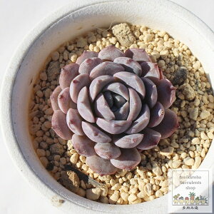 啟 ixt GPxA MTCY5.5cm|bg Echeveria tububudou daifuku KN A `^ [bg^Cv ꂢ 킢