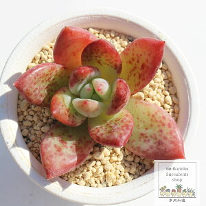 䕃V[xbg ixt GPxA MTCY5.5cm|bg A `^ dokuichigo sherbet