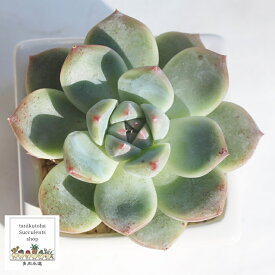 ドリームスーツ エケベリア Lサイズ 8cmポット 韓国苗 Echeveria DREAM SUIT 薔薇咲 多肉植物 小〜中型種 ロゼットタイプ きれい かわいい 観葉植物