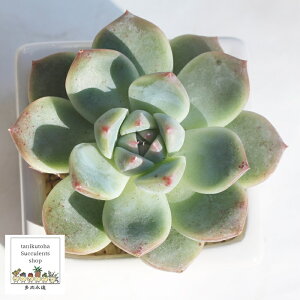 h[X[c GPxA LTCY 8cm|bg ؍c Echeveria DREAM SUIT KN A `^ [bg^Cv ꂢ 킢 ϗtA