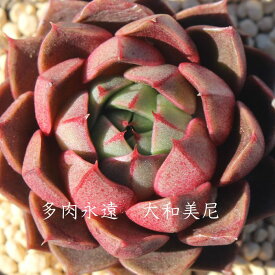大和美尼（やまとみに） エケベリア Mサイズ6cmポット Echeveria YAMATOMINI 薔薇咲 多肉植物 小〜中型種 ロゼットタイプ きれい かわいい