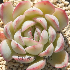 夢影 永遠ラベル付き エケベリア Mサイズ5.5cmポット Echeveria yumekage 薔薇咲 ロゼット 多肉植物