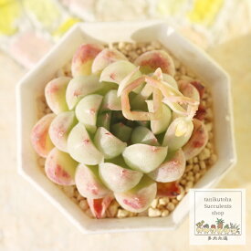 夢魅大福 永遠ラベル付き エケベリア Mサイズ5.5cmポット Echeveria yumemidaifuku 薔薇咲 小〜中型種 ロゼットタイプ きれい かわいい