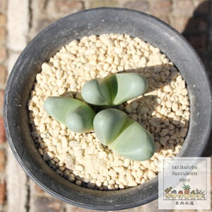 tBX AMf} MTCY5.5cm|bg gibbaeum fissum `^ ^Cv A