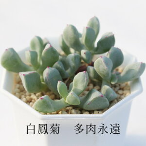 Pe IXNA MTCY5.5cm|bg Oscularia pedunclata A i