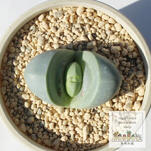  1 AMf} MTCY5.5cm|bg Argyroderma roseum var. delaetii `^ ^Cv A