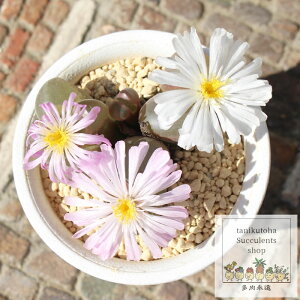  Q It^tB MTCY 5.5cm|bg ophthalmophyllum praesectum `^ Q^Cv A