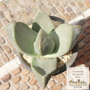 ZC vCIXsX LTCY7.5cm|bg pleiospiospilos simulans `^ ̃^Cv A