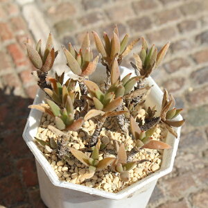 ӂ悤 ԕZ  MTCY5.5cm|bg soufuyou `^ Q^Cv A