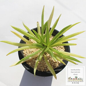 tFCAG yy~A MTCY 5.5cm|bg peperomia fereyrae eo^Cv A