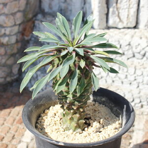  [tHrA MTCY5.5cm|bg `^ eo^Cv A