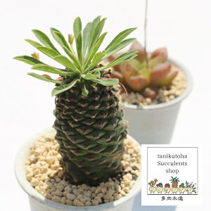 Sb [tHrA MTCY 5.5cm|bg `^ ^Cv A rU[vc