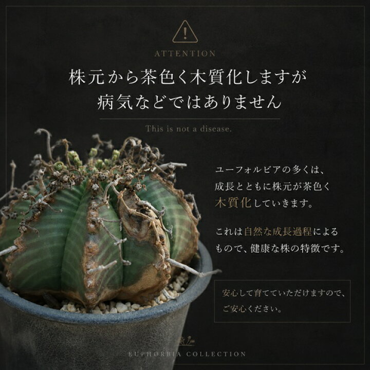 楽天市場】多肉植物 オベサ 現品 TK12-7 塊根植物 ユーフォルビア 観葉 