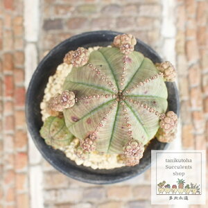 eIxT [tHrA MTCY 5.5cm|bg `^ eo^Cv A rU[vc