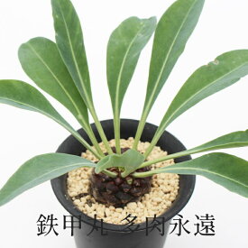 鉄甲丸ユーホルビア Mサイズ 7.5cmポット euphorbia bupleurfolia 小〜中型種 肥大タイプ きれい 寄せ植えにも 多肉植物