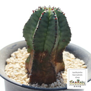 AmvA [tHrA MTCY 5.5cm|bg `^ ^Cv A