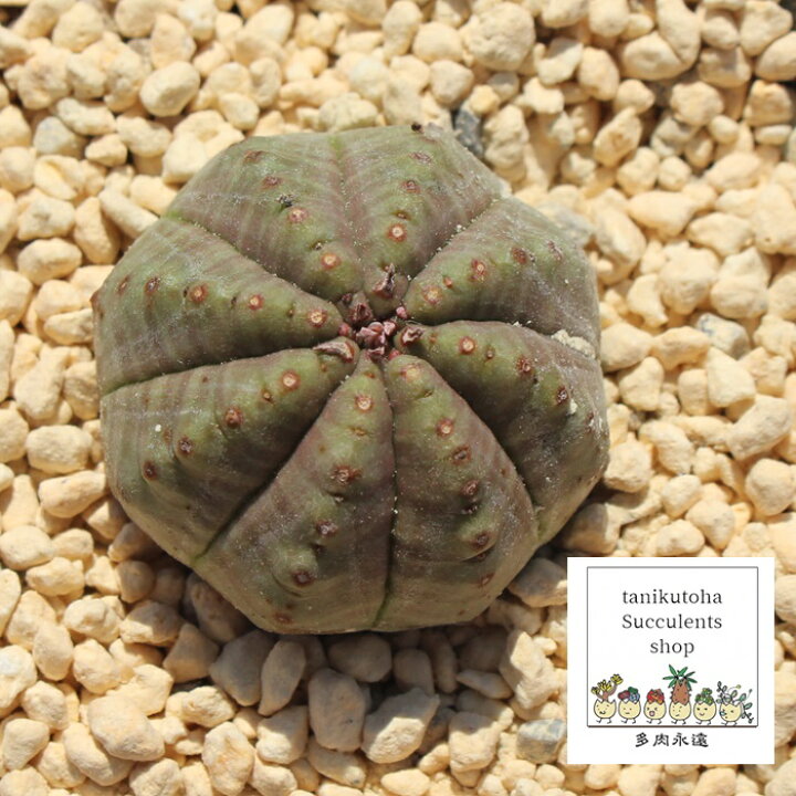 楽天市場】ユーフォルビア 多肉植物 オベサ梵天 Euphorbia obesa 