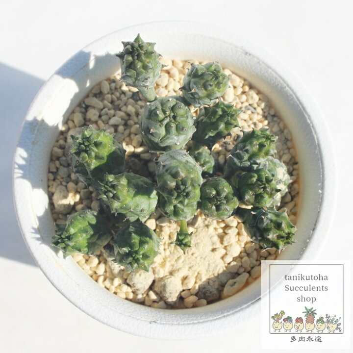 楽天市場】多肉植物 粒々紅彩 ユーフォルビア Euphorbia enopla var 