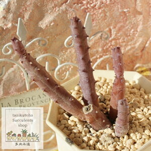 ペンデュラ フエルニア Mサイズ 5.5cmポット Huernia pendula 小〜中型種 仔を出すタイプ 多肉植物 ガガイモ