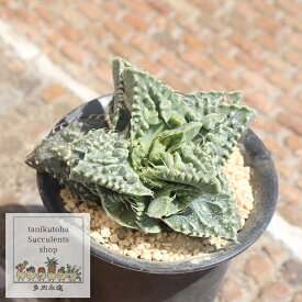 狂乱怒涛 Lサイズ8cmポット faucaria kyourandotou 多肉植物 多肉永遠