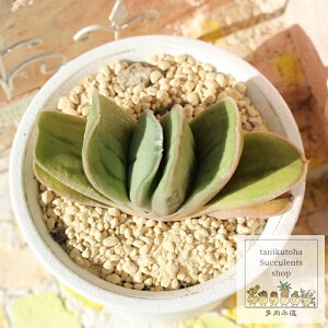 ニチダ ガステリア Mサイズ 6cmポット gasteria nitida 薔薇咲 多肉植物 小〜中型種 葉を重ねるタイプ きれい かわいい