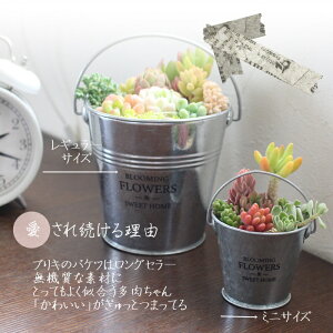 A 񂹐A  11 uL oPc Vo[ 4 蕨 ϗtA CeA nEB hV̓ Vzj aj JXj j