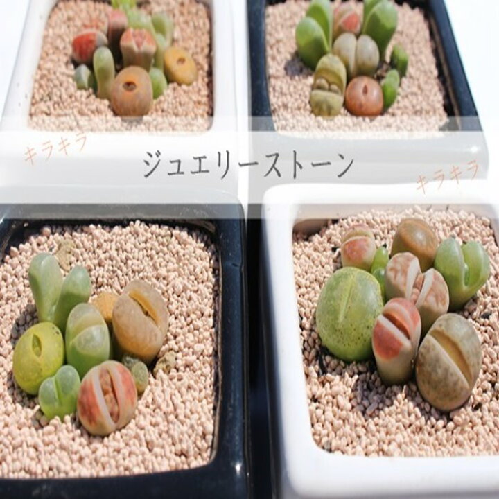 楽天市場】リトープスとコノフィツムベビーMIXの寄せ植えギフト 