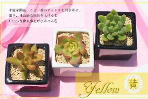 A 񂹐A  F 3 Zbg ̓ 蕨 CeA ϗtA nEB hV̓ Vzj aj JXj j i