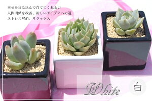 多肉植物 寄せ植え 送料無料 白色 3鉢 セット 母の日 贈り物 観葉植物 インテリア ハロウィン 敬老の日 新築祝 誕生日祝 開店祝 結婚式祝 多肉永遠